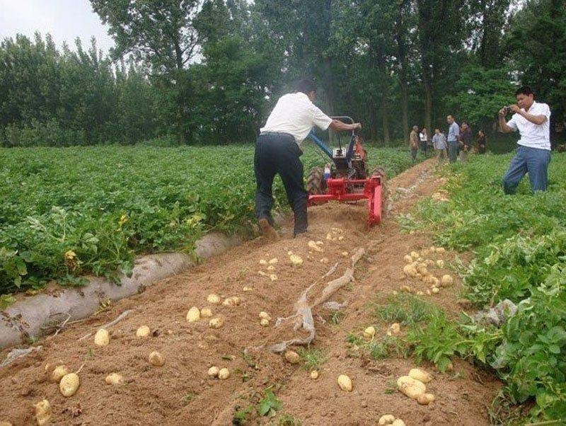 Cosechadoras de patata 4U