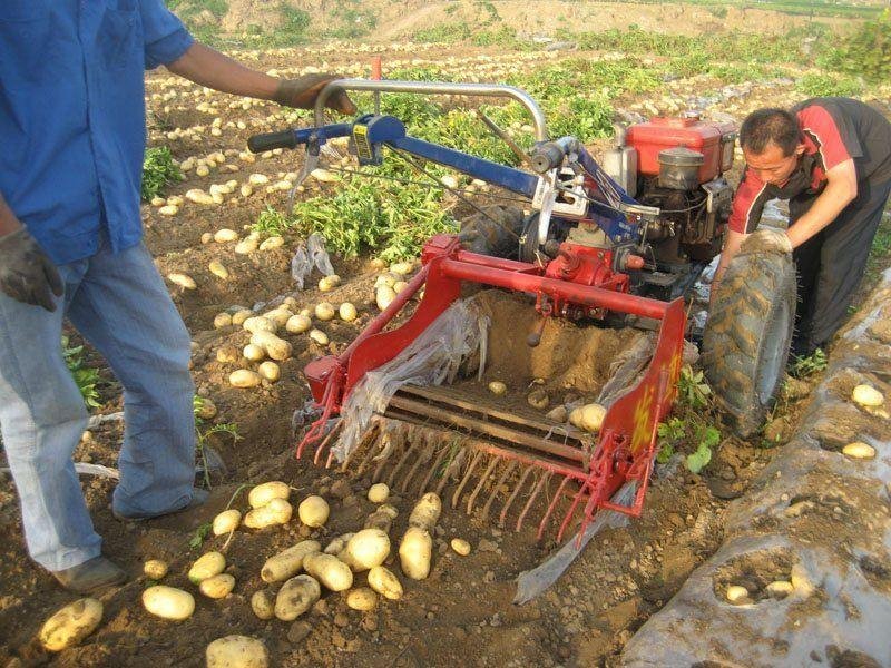 Cosechadoras de patata 4U